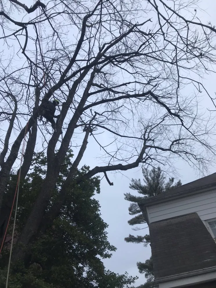 Reliable residential landscaping for year-round maintenance across Cincinnati, OH - Robles Tree Service