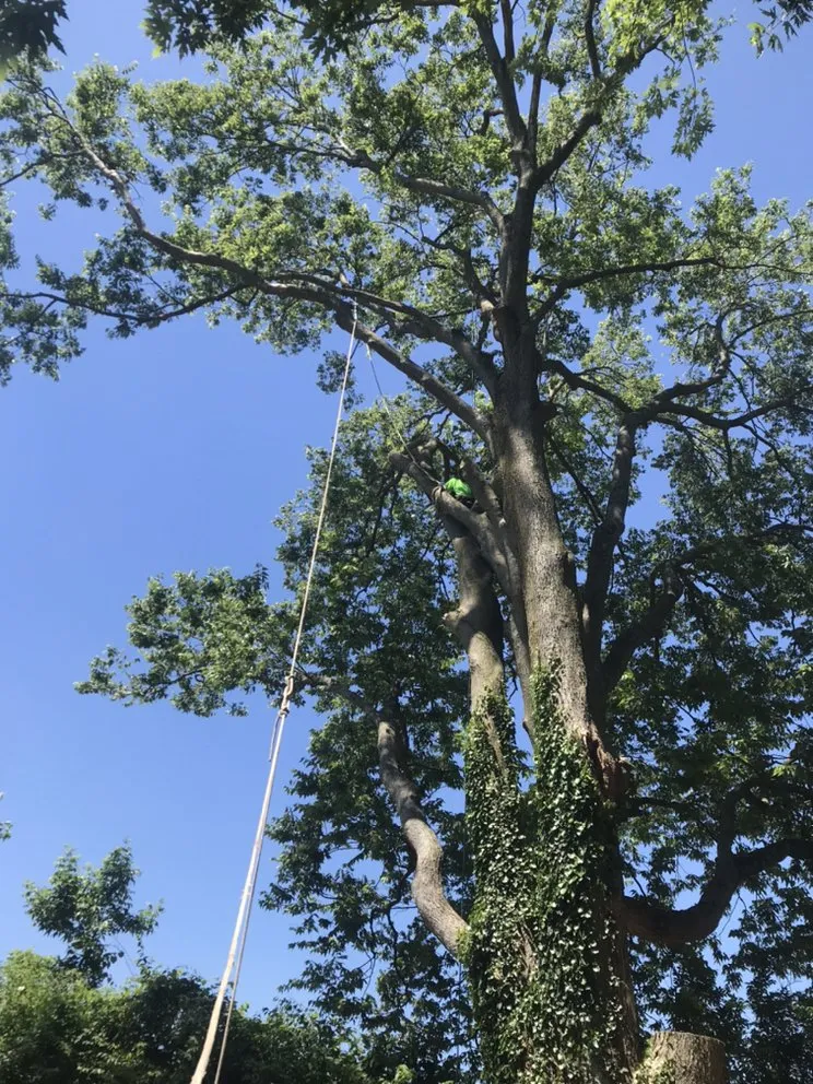 Top-rated lawn mowing service for beautiful yards across Cincinnati, OH - Robles Tree Service