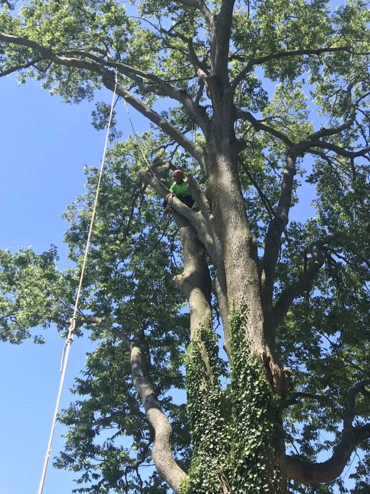 Affordable outdoor landscaping for homes across Cincinnati, OH - Robles Tree Service