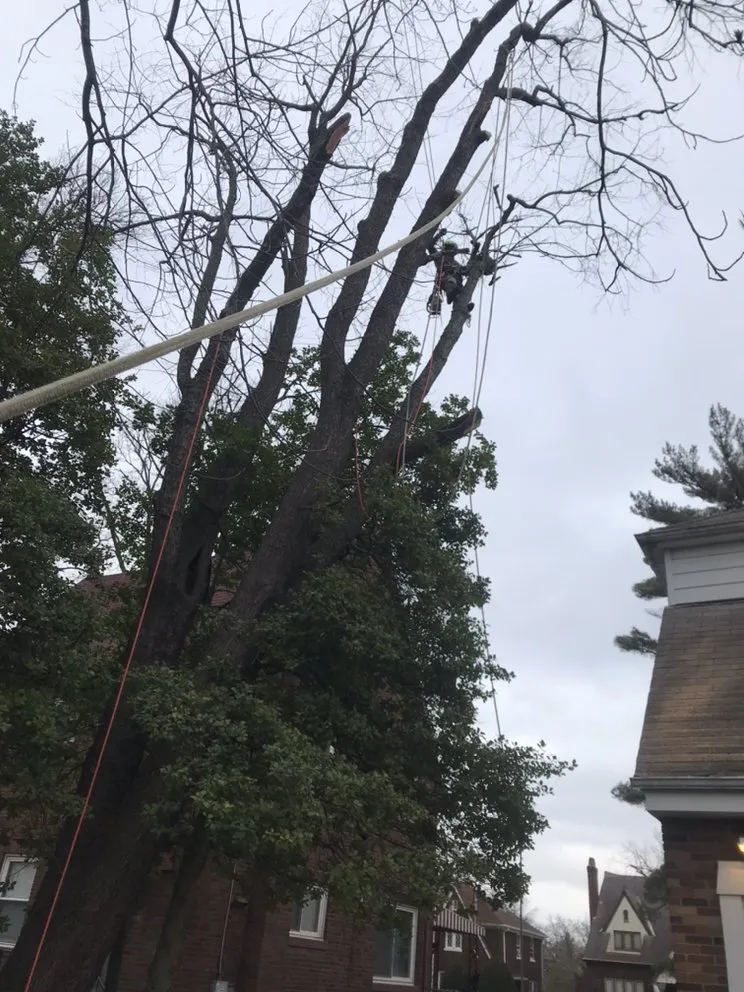 Top-rated residential landscaping in Cincinnati, OH - Robles Tree Service