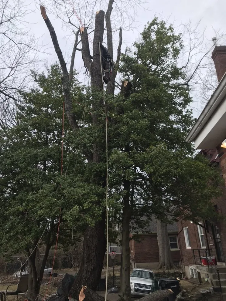 Local yard cleanup service experts serving Cincinnati, OH - Robles Tree Service