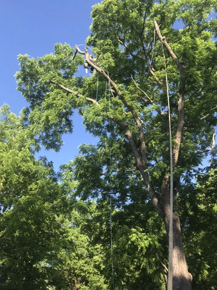 Reliable outdoor landscaping for homes across Cincinnati, OH - Robles Tree Service