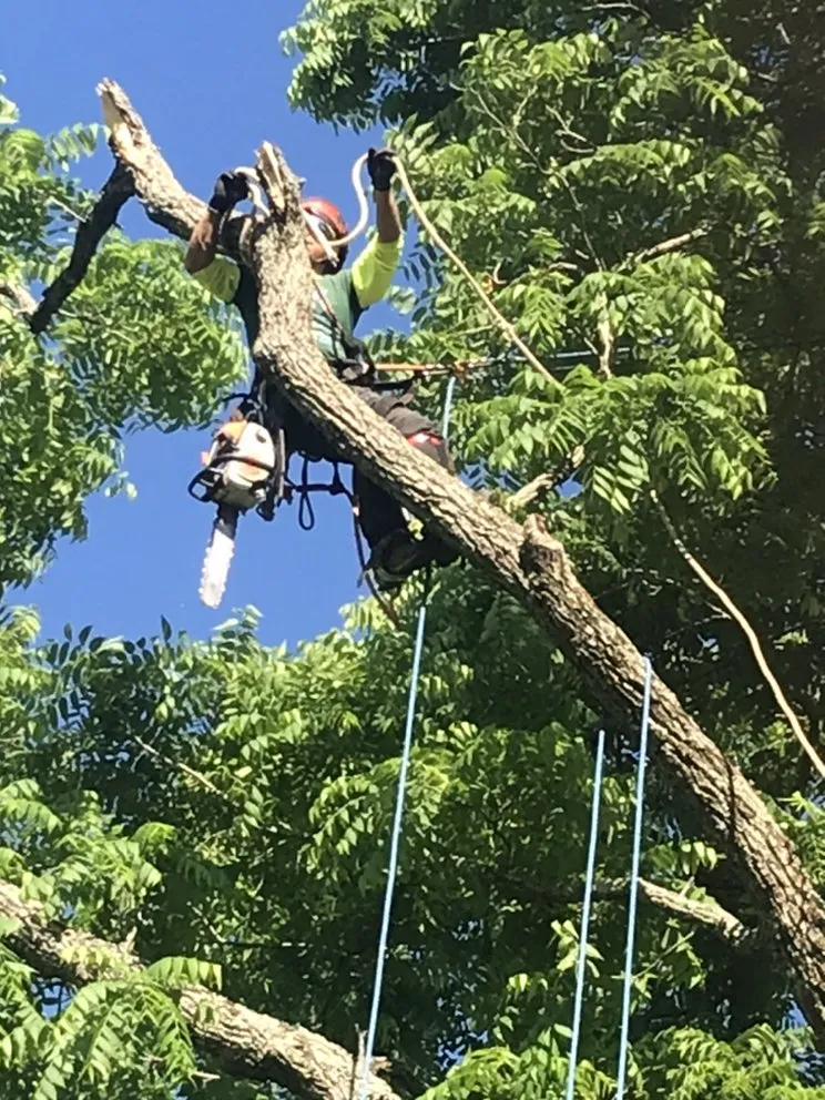 Reliable landscape installation for outdoor upgrades in Cincinnati, OH by Robles Tree Service