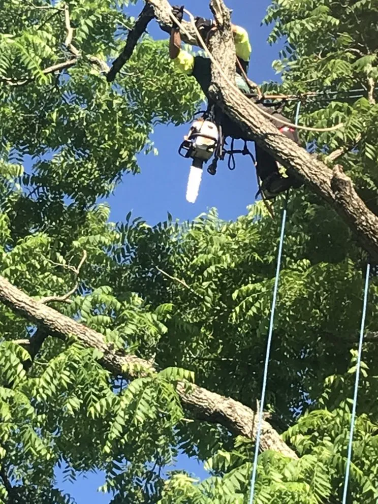 Custom landscaping services in Cincinnati, OH by Robles Tree Service