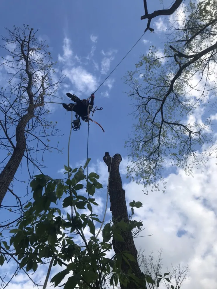 Custom outdoor landscaping in Cincinnati, OH by Robles Tree Service