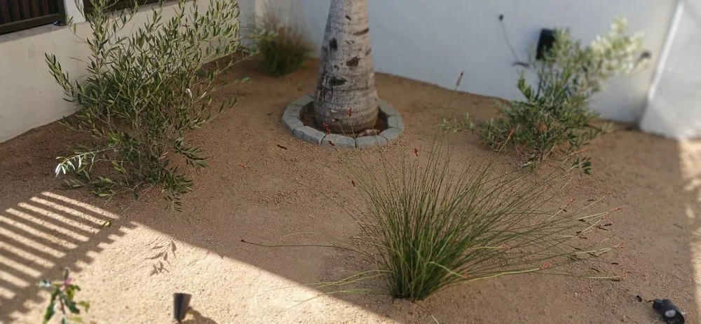 Top-rated yard cleanup service for beautiful yards in Los Angeles, CA by Robs Landscaping & Gardening Services