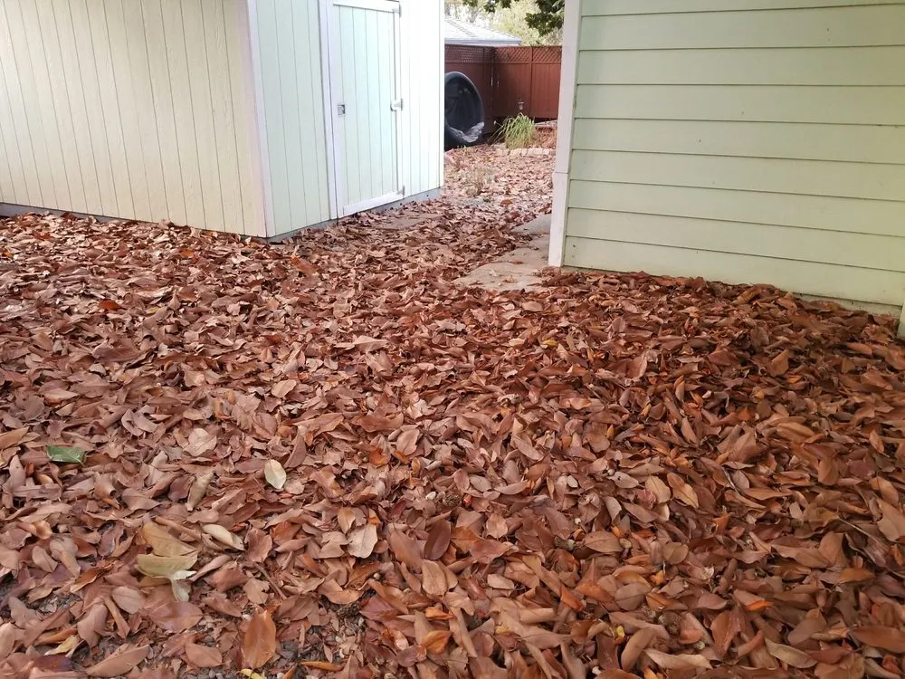 Local lawn mowing service in Citrus Heights, CA - Rob's Leaf Raking & Lawn Service