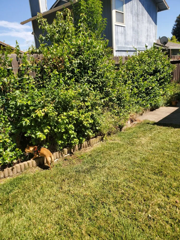 Trusted yard cleanup service in Citrus Heights, CA by Rob's Leaf Raking & Lawn Service