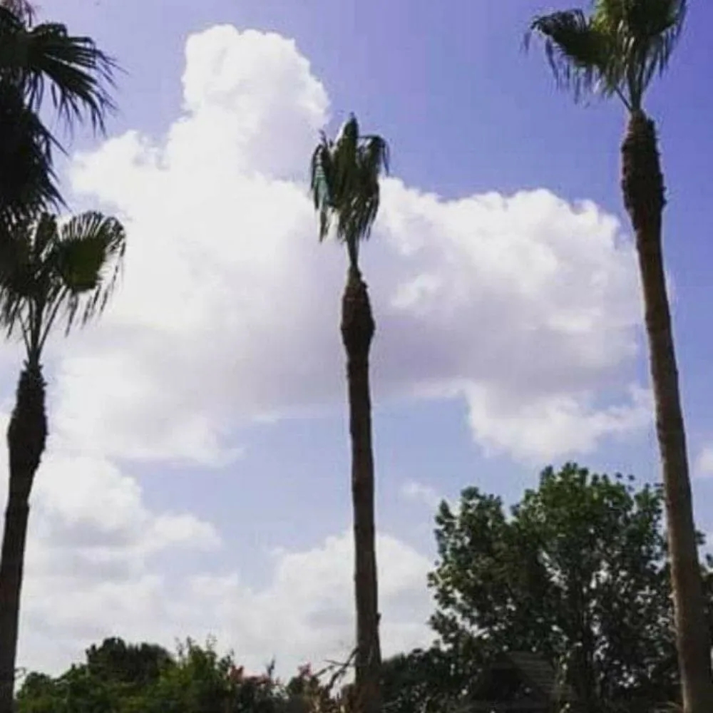 Custom landscape installation experts serving Richmond, TX - Rob's Tree Service And Landscape Design