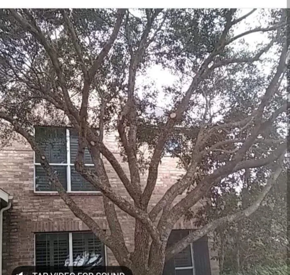 Affordable landscaping services near you in Rosenberg, TX by Rob's Tree Service And Landscape Design