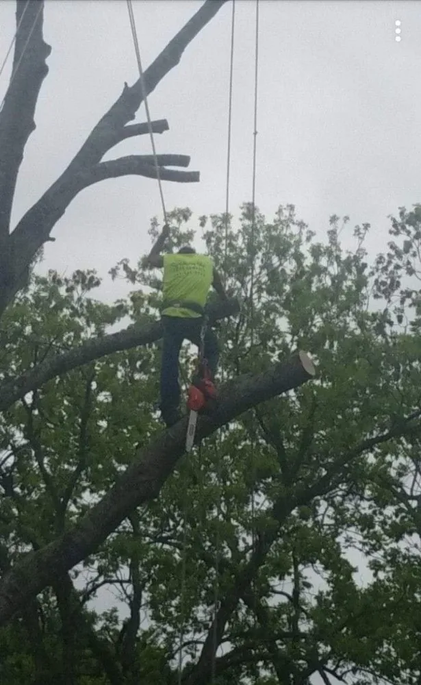 Professional yard cleanup service in Rosenberg, TX by Rob's Tree Service And Landscape Design