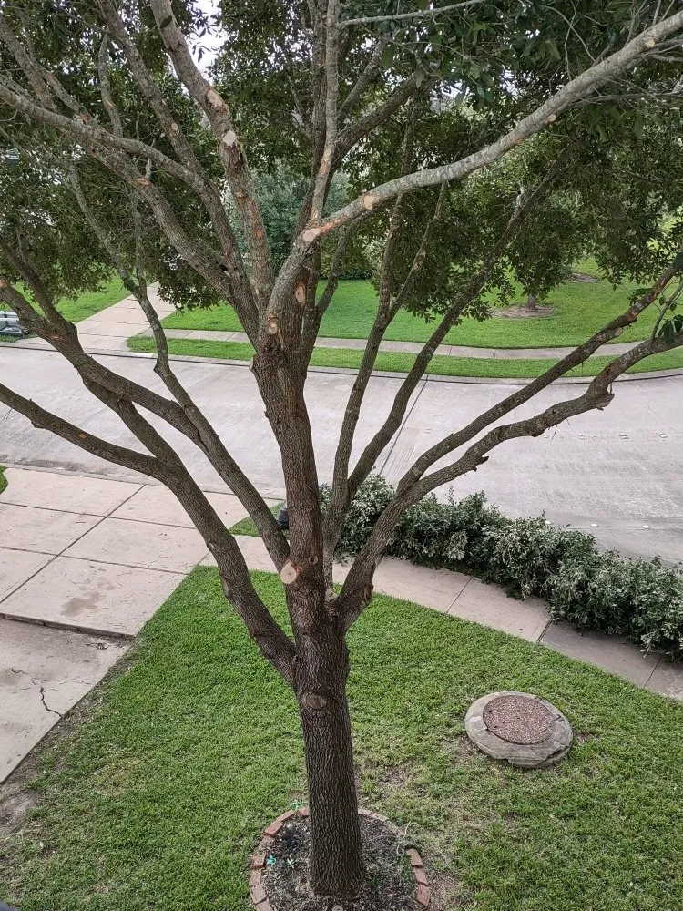 Affordable yard cleanup service for residential properties across Rosenberg, TX - Rob's Tree Service And Landscape Design