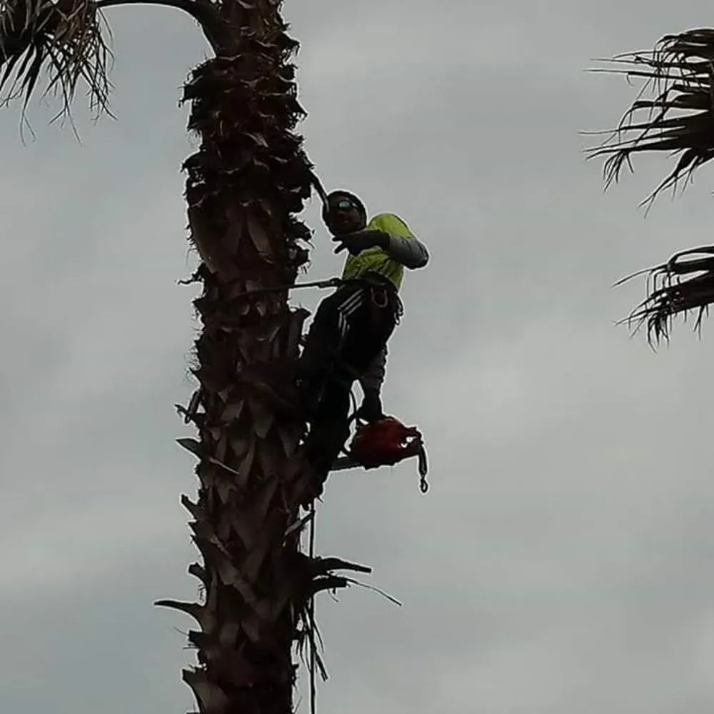 Affordable landscape design near you across Rosenberg, TX - Rob's Tree Service And Landscape Design