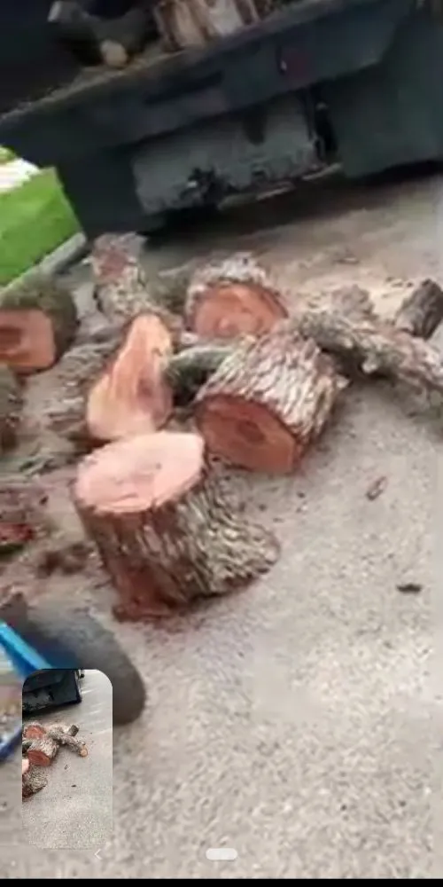 Trusted yard cleanup service in Rosenberg, TX by Rob's Tree Service And Landscape Design