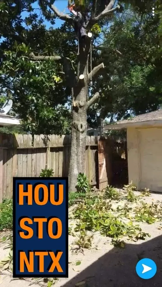 Trusted yard cleanup service in Rosenberg, TX - Rob's Tree Service And Landscape Design