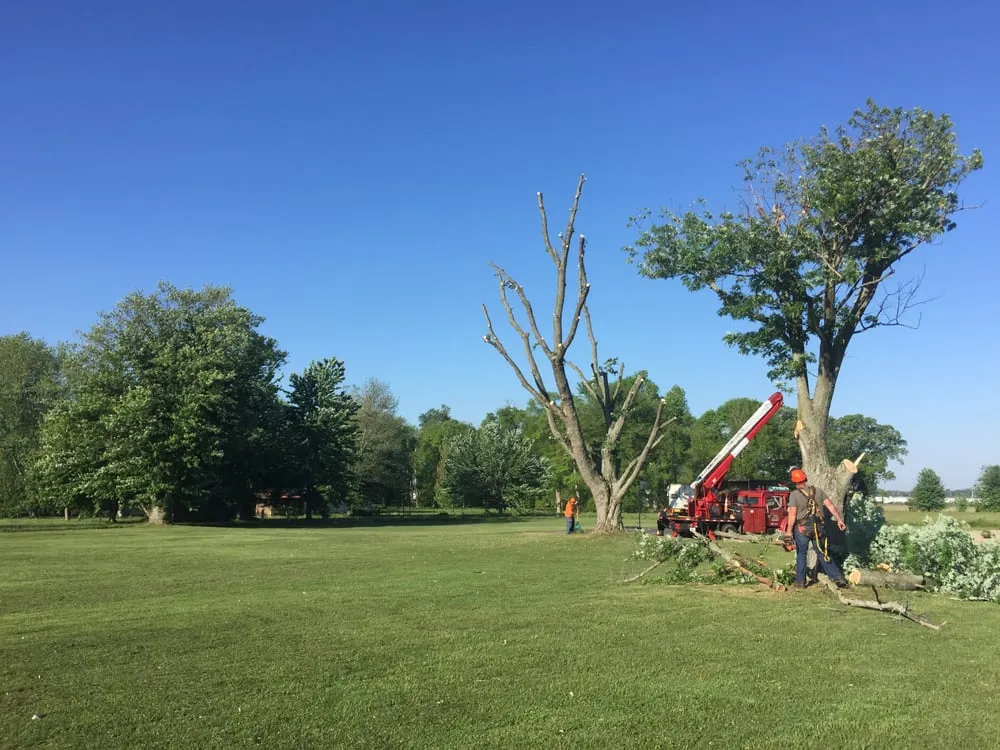 Top-rated landscape installation experts serving Scottsburg, IN - Rob's Tree Service