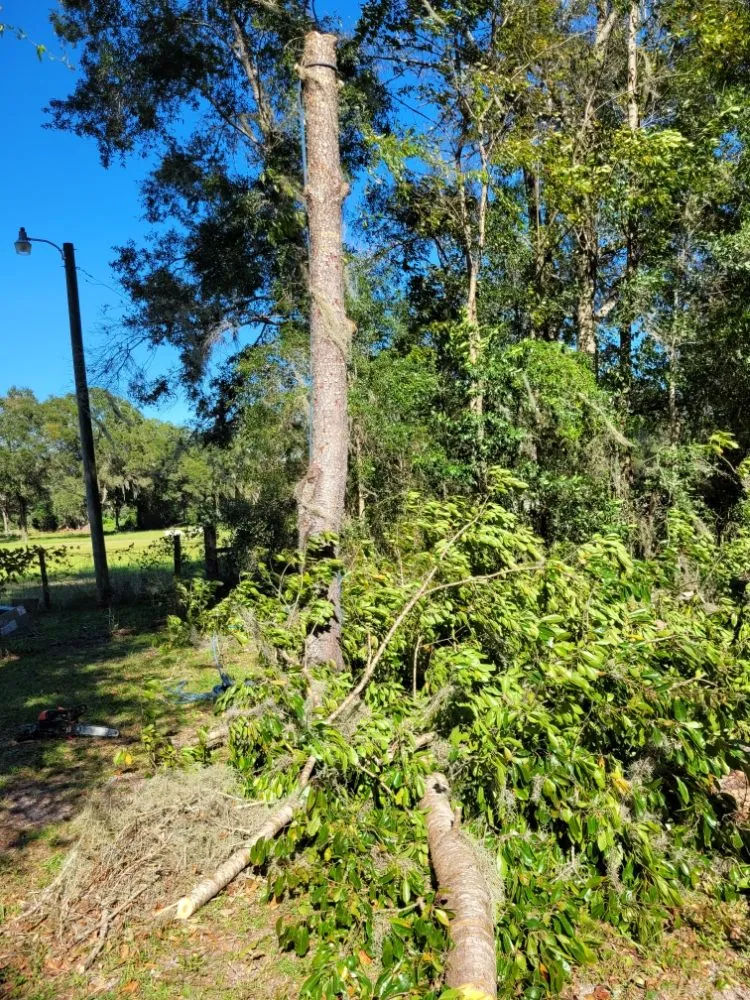 Reliable lawn care service for year-round maintenance in Brooksville, FL by Robvee's Property Maintenance