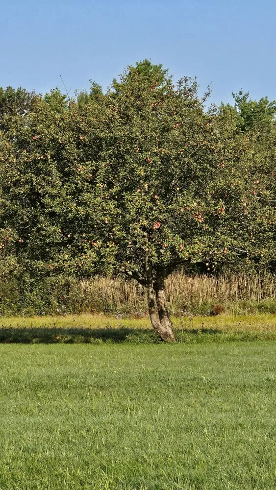 Reliable garden landscaping for outdoor upgrades across Topsham, ME - Roby and Tosa Landscaping