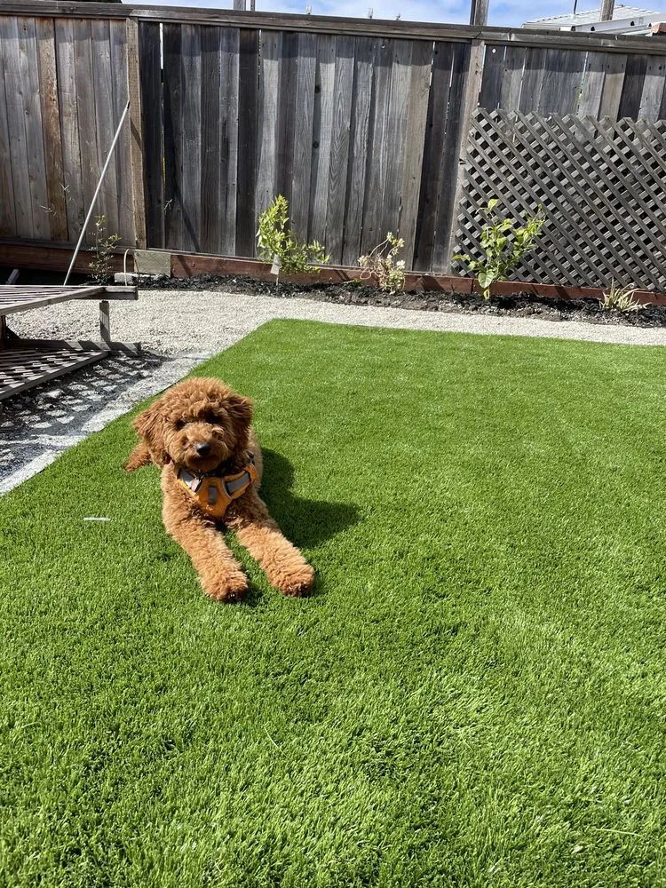 Local yard maintenance experts serving Berkeley, CA - Roca Fuerte Landscaping