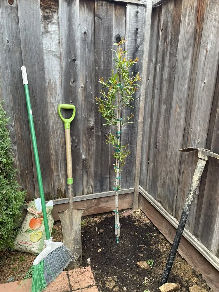 Affordable lawn mowing service in Berkeley, CA by Roca Fuerte Landscaping