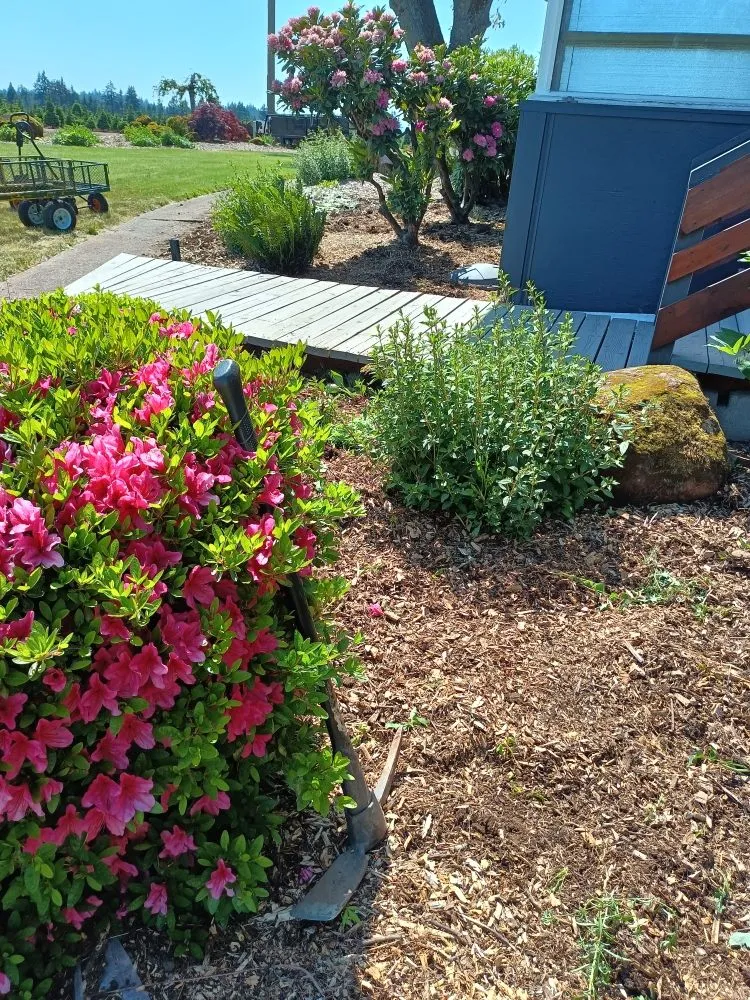 Affordable yard cleanup service experts serving Chehalis, WA - Rocael Contractors