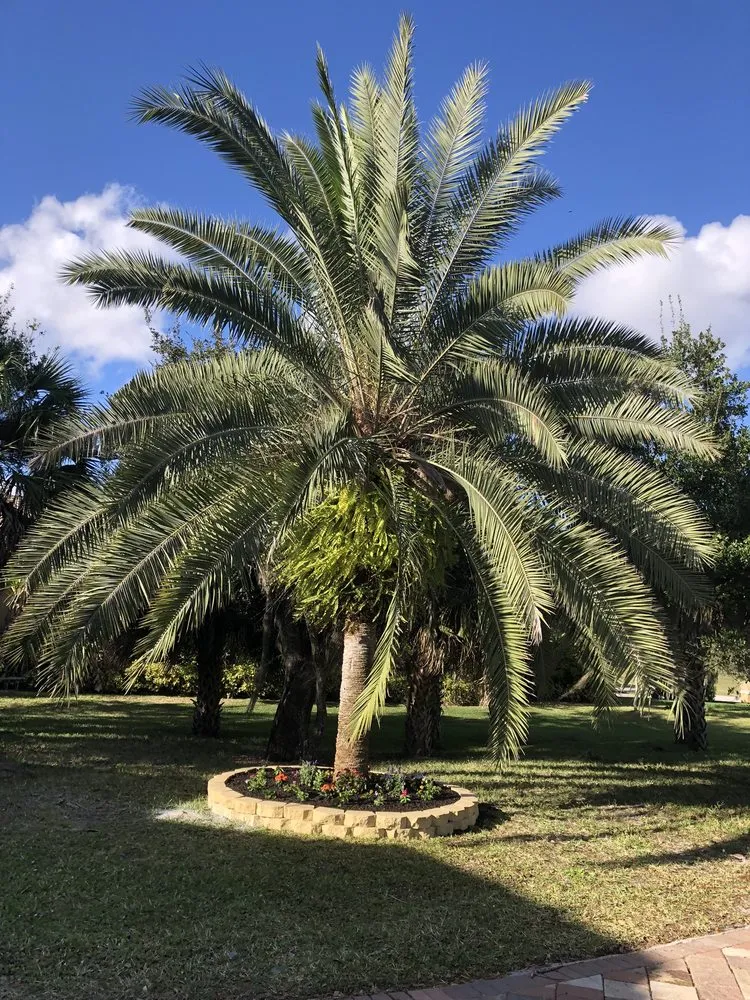 Custom yard cleanup service in Melbourne, FL - Rocco’s Handyman