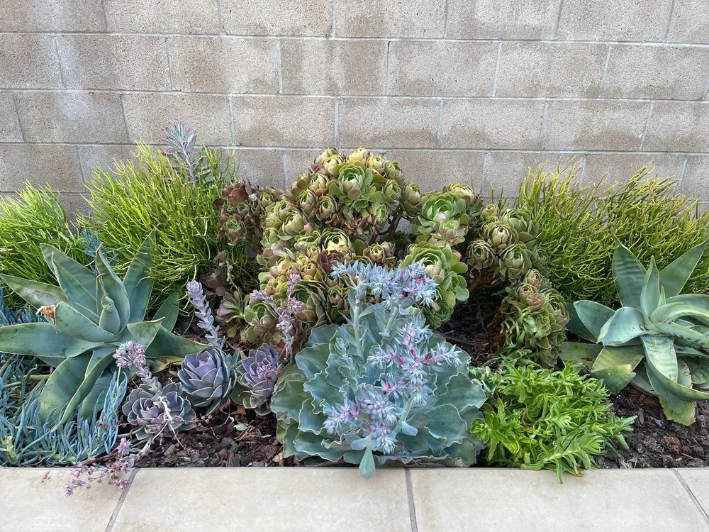 Local landscaping services for year-round maintenance across Chino, CA - Rocha Landscaping