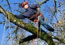 Top-rated yard cleanup service experts serving Chino, CA - Rocha Landscaping