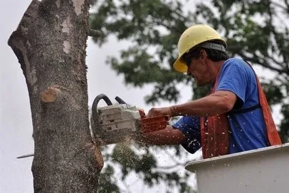 Local yard cleanup service for outdoor upgrades across Rochester, MN - Rochester MN Tree Service