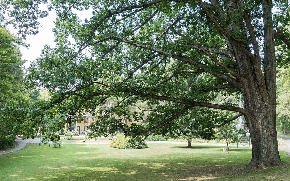 Reliable garden landscaping experts serving Rochester, MN - Rochester MN Tree Service