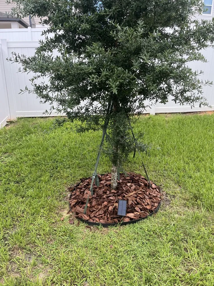 Custom lawn mowing service in St. Cloud, FL by Rock & Root Custom Landscaping