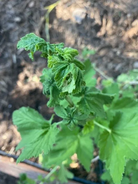 Custom outdoor landscaping in Truckee, CA by Rock & Rose