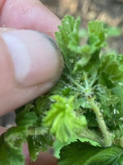 Local garden landscaping in Truckee, CA by Rock & Rose