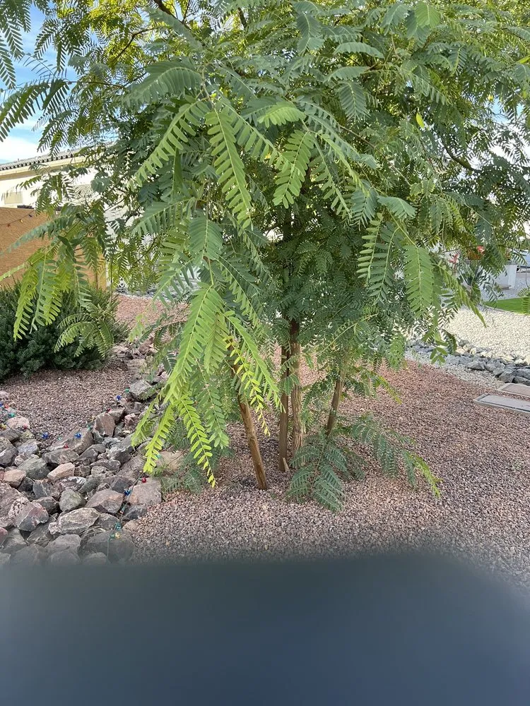 Top-rated yard maintenance in Peoria, AZ - Rock 4 Less