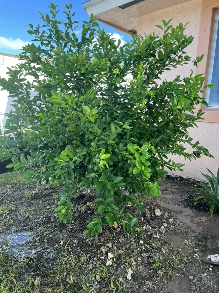 Trusted garden landscaping for beautiful yards across Homestead, FL - Rock and Root Landscaping and Excavations