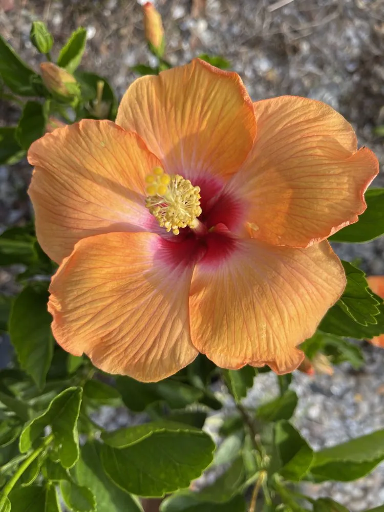 Affordable outdoor landscaping for beautiful yards in North port, FL by Rock Bottom Landscape