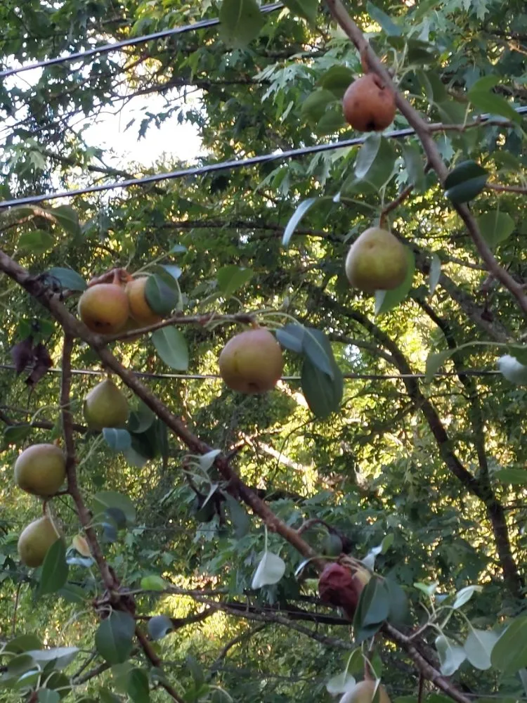 Expert lawn mowing service for year-round maintenance in Wingate, NC by Rock Castle Landscaping