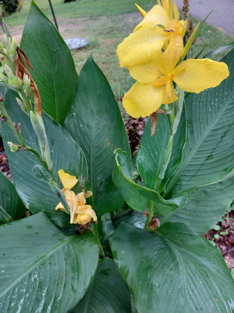 Local yard maintenance in Wingate, NC by Rock Castle Landscaping