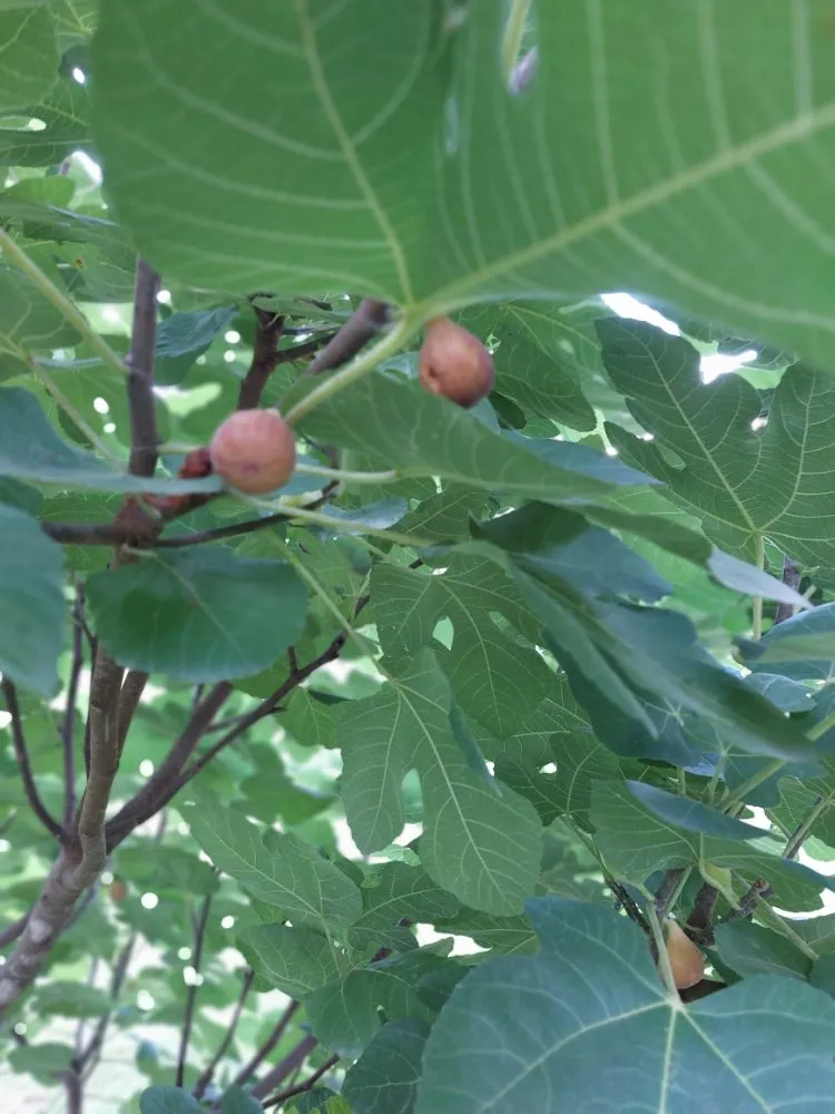 Top-rated yard cleanup service in Wingate, NC by Rock Castle Landscaping