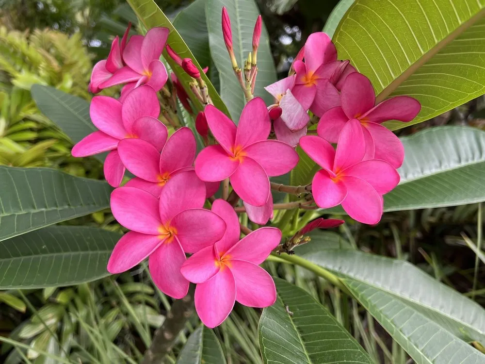 Custom lawn care service near you across Sebastian, FL - Rock City Gardens