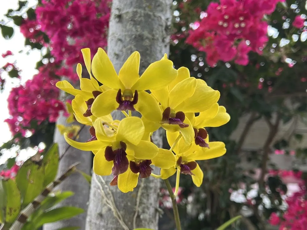 Professional yard cleanup service experts serving Sebastian, FL - Rock City Gardens