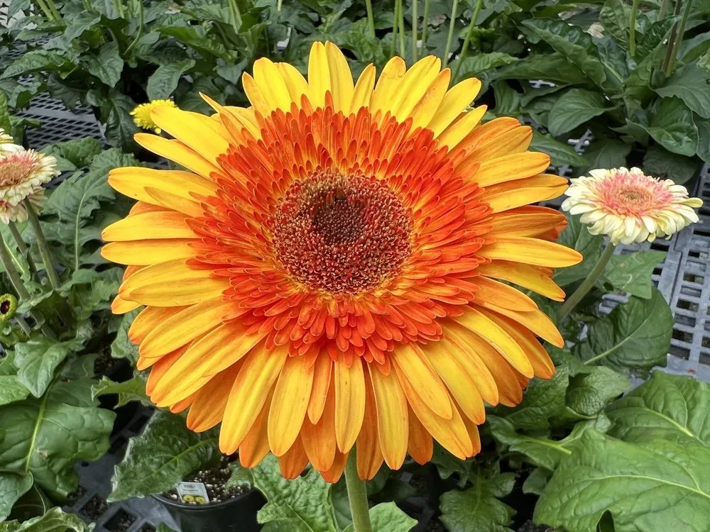 Reliable landscape installation experts serving Sebastian, FL - Rock City Gardens