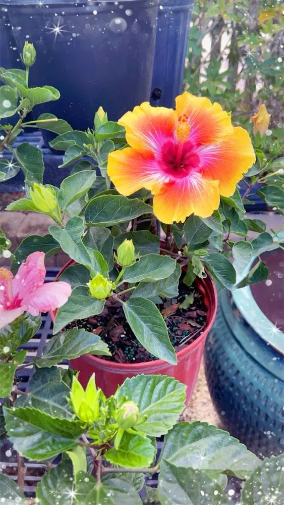 Top-rated landscape design for beautiful yards in Sebastian, FL by Rock City Gardens