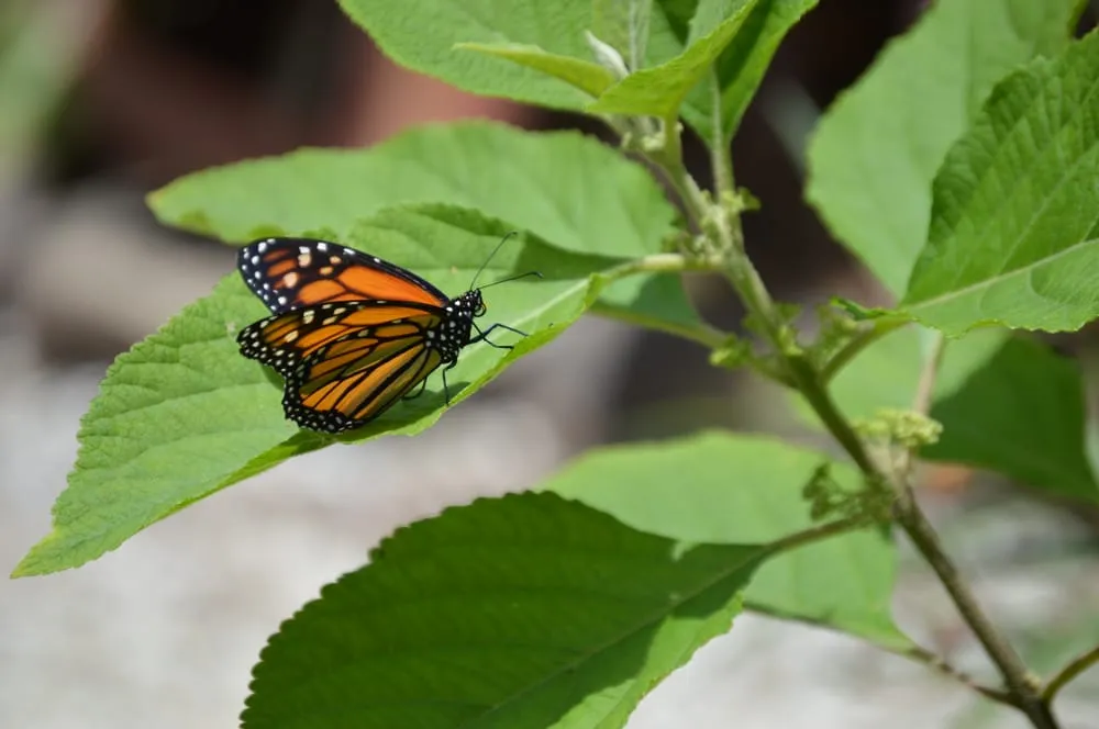 Local yard cleanup service experts serving Sebastian, FL - Rock City Gardens