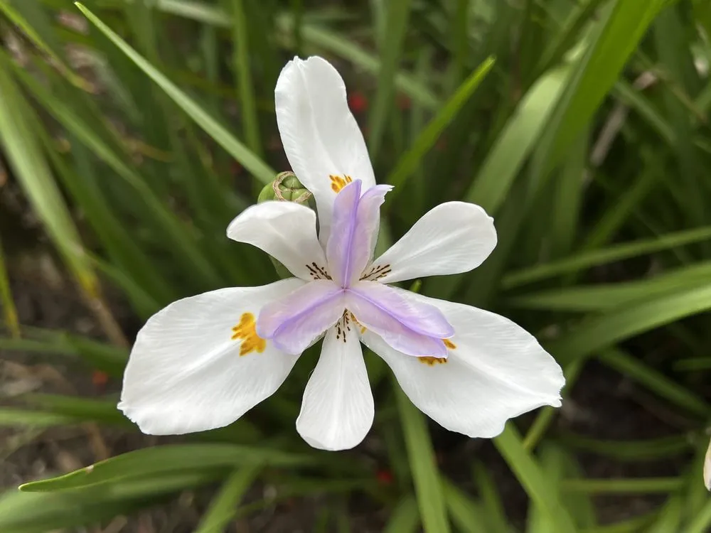 Expert landscape installation in Sebastian, FL by Rock City Gardens