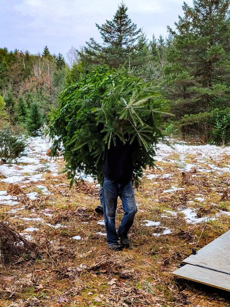 Trusted residential landscaping for residential properties in Little Falls, NY by Rock City Services