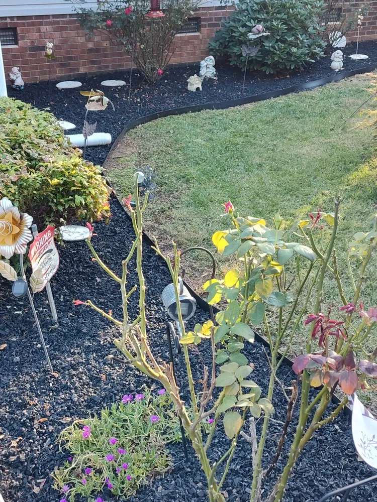 Professional yard cleanup service in Rockwell, NC by Rock Creek Lawn Care