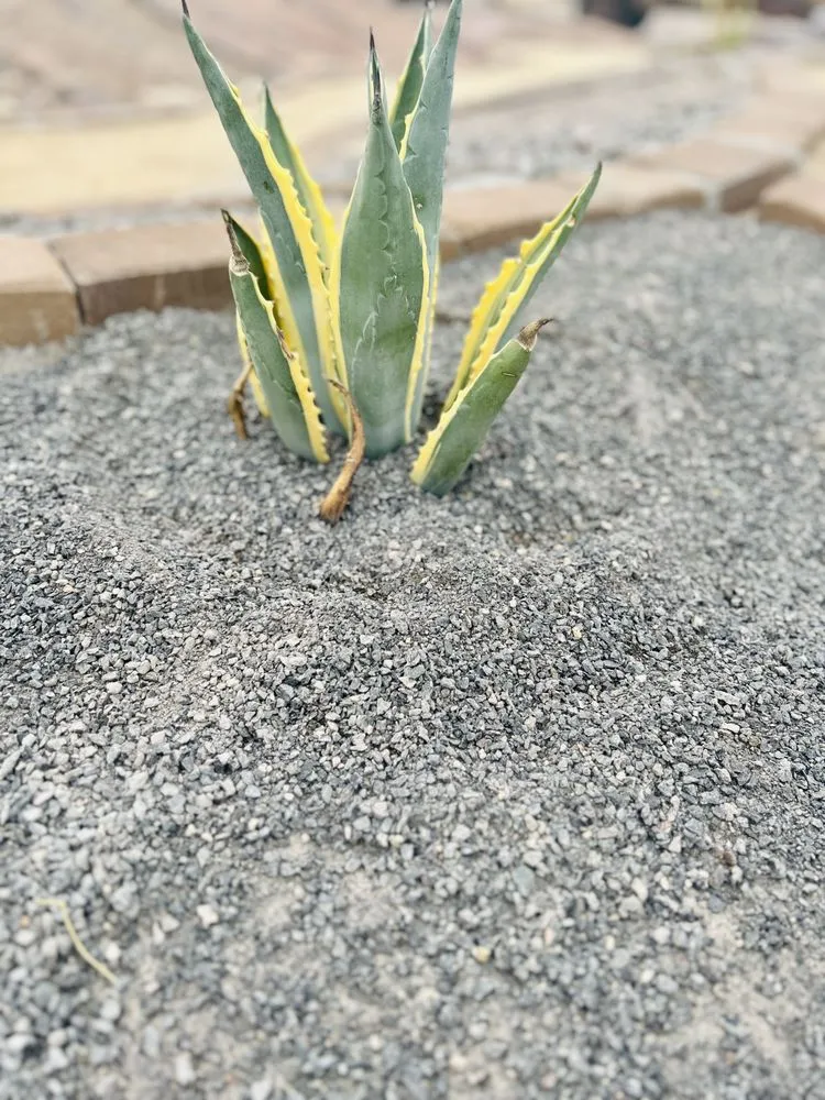 Custom lawn mowing service in Apache Junction, AZ by Rock It Landscape Materials