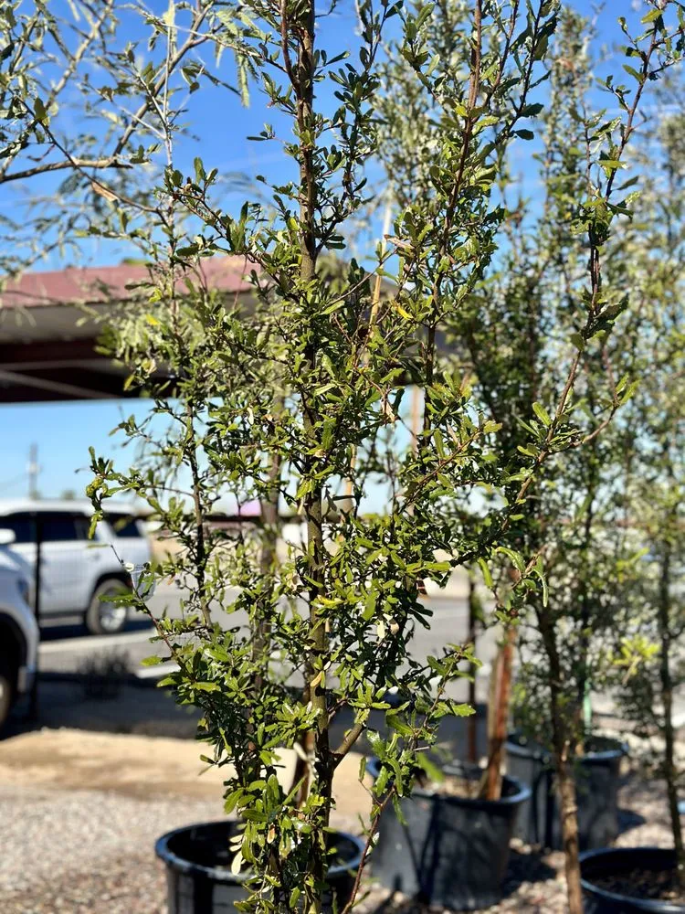 Trusted landscape installation experts serving Queen Creek, AZ - Rock It Landscape Materials