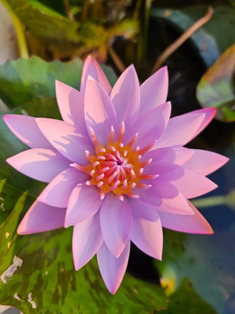 Expert residential landscaping in Spring Hill, FL - ROCK-IT SCIENCE SOLUTIONS